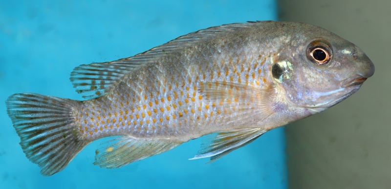 Labeotropheus fuelleborni 'Mdoka'